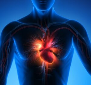 Anatomcal image of a heart inside a man's chest cavity